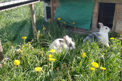 Hasen, Kaninchen